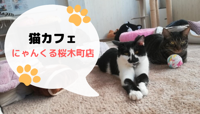 横浜の猫カフェにゃんくる桜木町店に家族４人で行ってみた 詳細体験レポート 近所のおすすめランチ 楽学 たのまな 生活ブログ